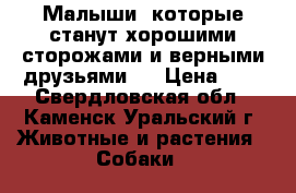 Малыши, которые станут хорошими сторожами и верными друзьями!  › Цена ­ 1 - Свердловская обл., Каменск-Уральский г. Животные и растения » Собаки   